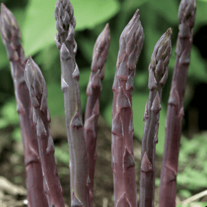 Close-up of fresh purple asparagus spears growing outdoors.